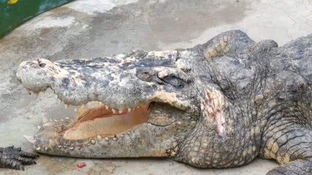 Krokodyl leży z otwartymi ustami. Farma krokodyli w Pattaya, Tajlandia - Materiał filmowy, wideo