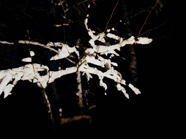 雪に覆われた冬の森の夜は不気味です。輝く枝 - 写真・画像