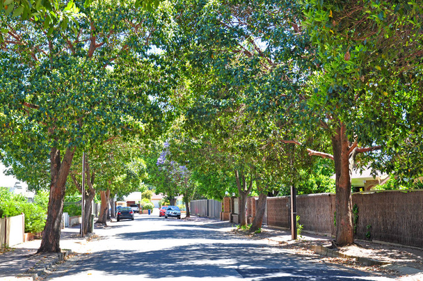 Little suburban street full of green trees. Adelaide, Australia - Photo, Image