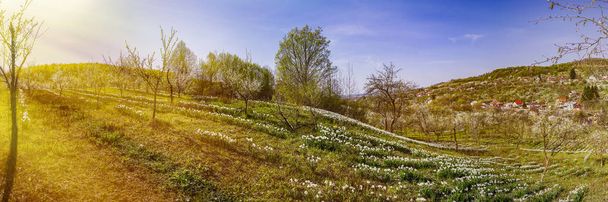 Spring landscape with daffodils among trees on a hill - Photo, Image