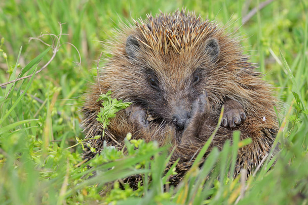 Young european hedgehog - Photo, Image