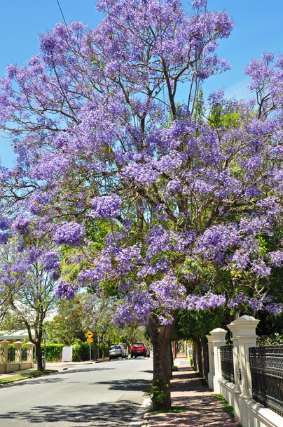 Virágzó fa kék Jacaranda Adelaide, Ausztrália - Fotó, kép