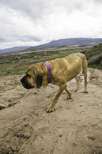 Собачья фила бразилейро
 - Фото, изображение