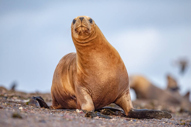 sea lion on the beach in Patagonia - Photo, Image
