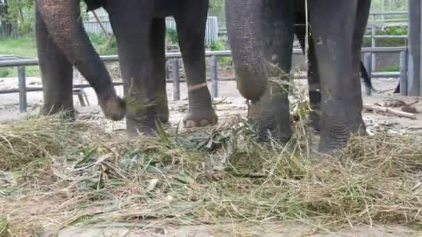 Enchaîné au sol avec une chaîne éléphant mangeant de l'herbe avec un tronc
 - Séquence, vidéo