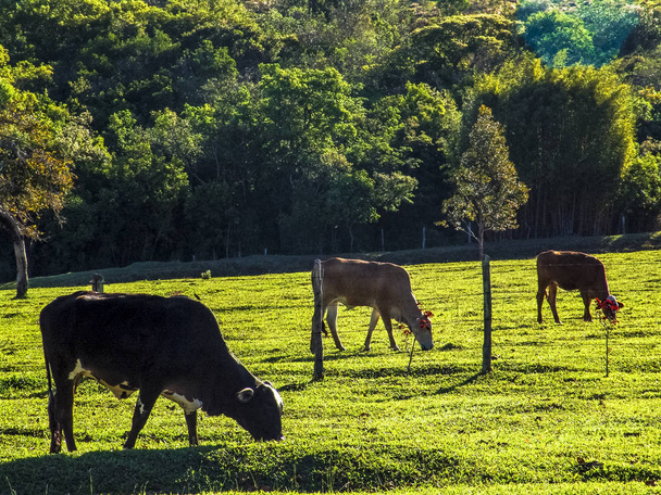 Αγελάδα γαλακτοπαραγωγής σε βοσκότοπους στη Βραζιλία - Φωτογραφία, εικόνα