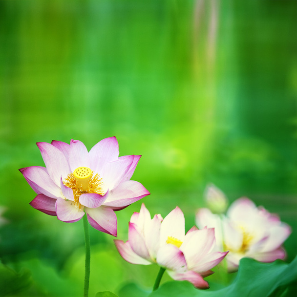 krásné lotus s nice poza - Fotografie, Obrázek