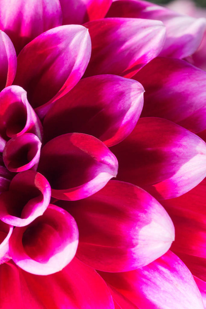Purple flower garden chrysanthemum closeup macro photo. - Photo, Image