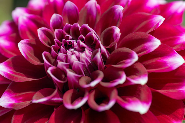 Fioletowy kwiat ogród chryzantemy zbliżenie zdjęcie makro. - Zdjęcie, obraz