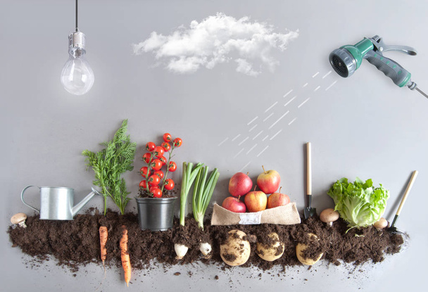 Organic fruit and vegtable garden concept - Fotografie, Obrázek