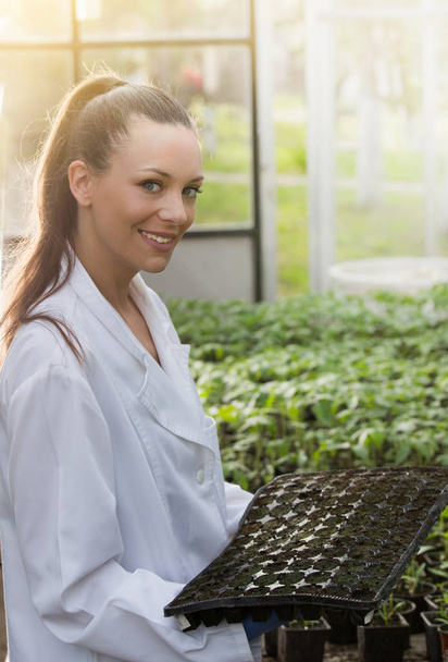 Woman agronomist holding seedling tray in greenhouse - Fotografie, Obrázek