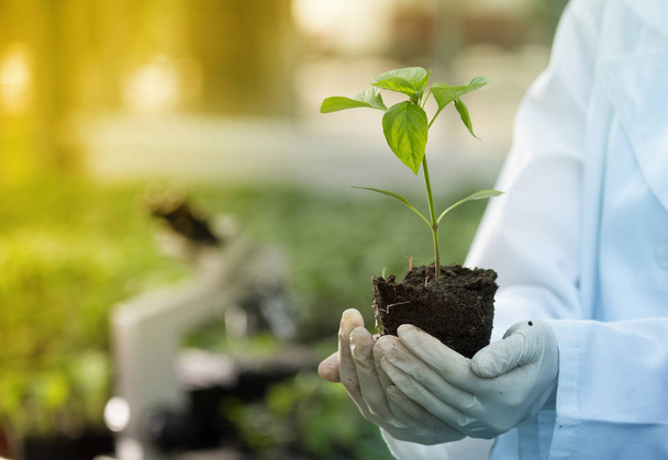 Agronomist holding seedling in hands in greenhouse - Foto, Bild