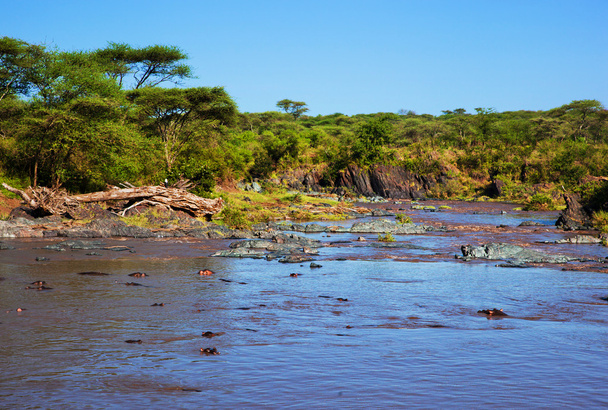 Víziló, víziló a folyó. Serengeti Tanzánia, Afrika - Fotó, kép