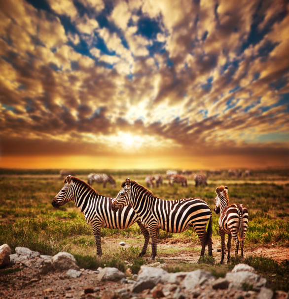 Zebras herd on African savanna at sunset. - Photo, Image