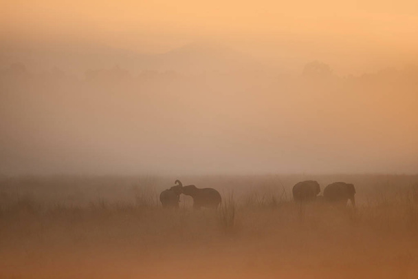 Elefantes no nevoeiro mágico da manhã no parque nacional Corbett. Misty mornig na Índia
.  - Foto, Imagem