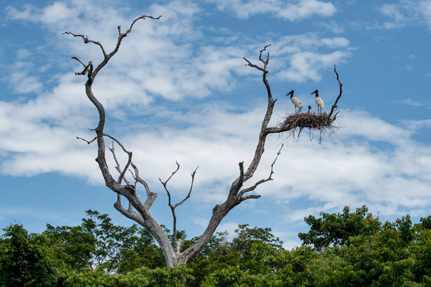 jabiru Störche auf Nest hoch oben auf trockenem Baum im brasilianischen Pantanal. - Foto, Bild