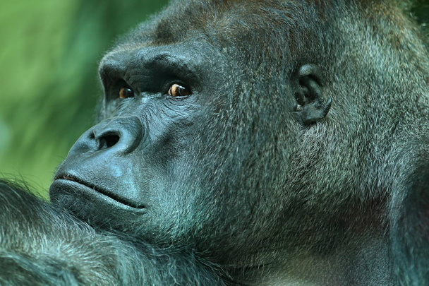 Uhanalainen itäinen gorilla, lähikuva
 - Valokuva, kuva