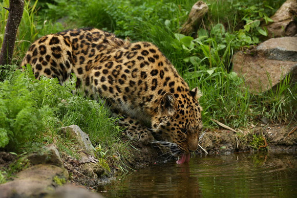 Endangered amur leopard drinking river water in green forest  - Photo, Image