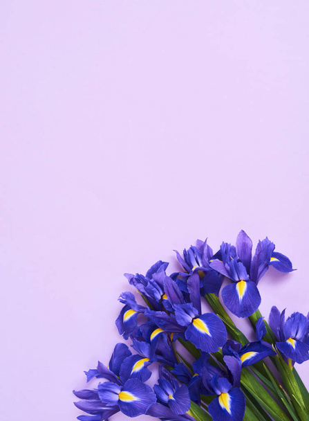 Greeting card with spring purple iris flowers on purple background, space for your text. top view - Foto, Bild