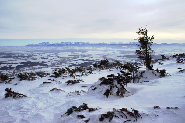 Καρπάθια Όρη στο χειμώνα - Φωτογραφία, εικόνα