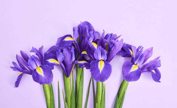 Greeting card with spring purple iris flowers on purple background space for your text. top view - Foto, Imagem