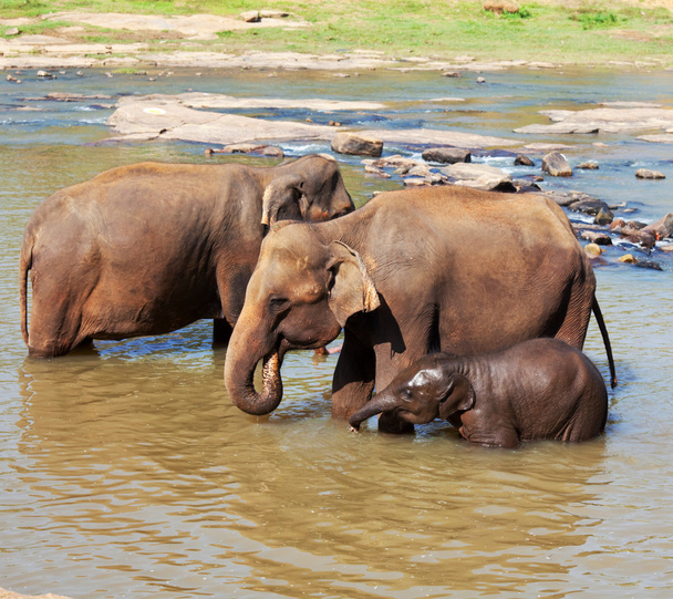 Sloni na Srí Lance - Fotografie, Obrázek
