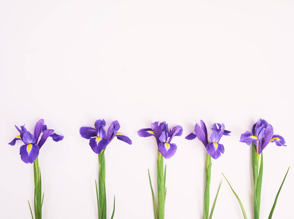Tarjeta de felicitación con flores de iris púrpura primavera sobre fondo blanco
 - Foto, Imagen
