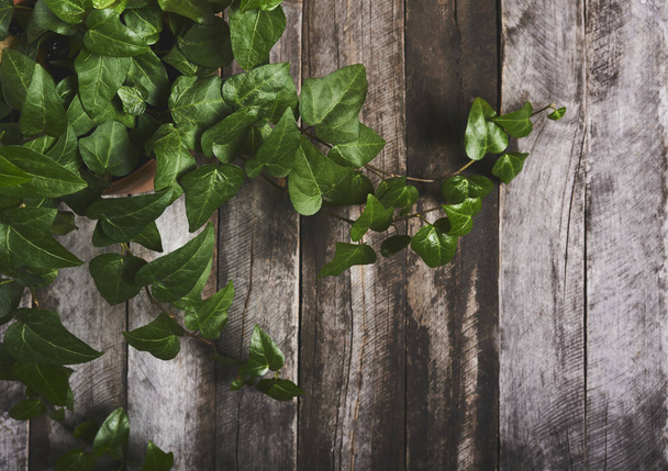 Closeup of ivy in pot on wood board background - Zdjęcie, obraz