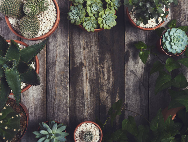 Top view of succulent cacti over wooden boards background - Zdjęcie, obraz