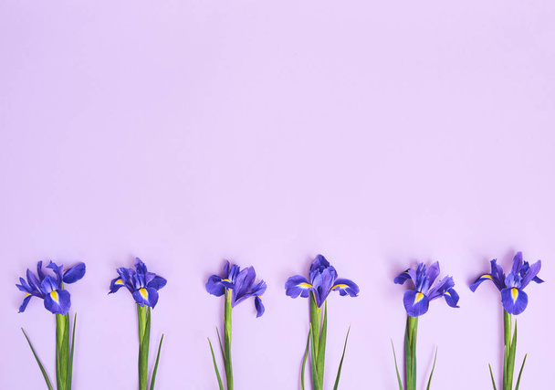 Greeting card with spring purple iris flowers on purple background, space for your text. top view - Foto, Imagem