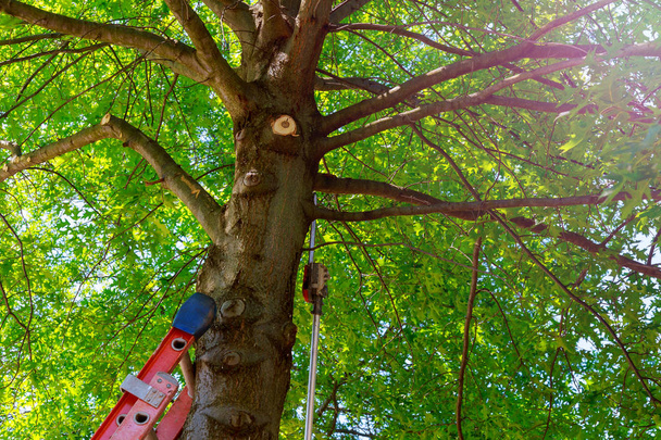 рубить медные ветви бука с помощью древесной щепы
 - Фото, изображение