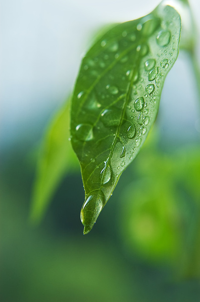 Waterdrops of the fresh green leaf - Foto, Imagem