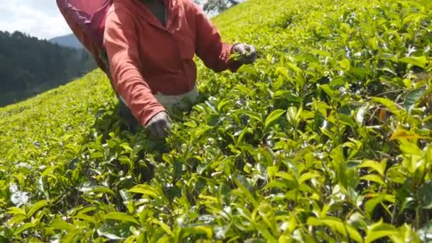Close-up van onherkenbaar vrouwelijke handen oogst thee plantage op zonnige dag in het voorjaar. Lokale Indiase vrouw plukken verse bladeren uit groene struiken op highland. Prachtige natuur landschap - Video