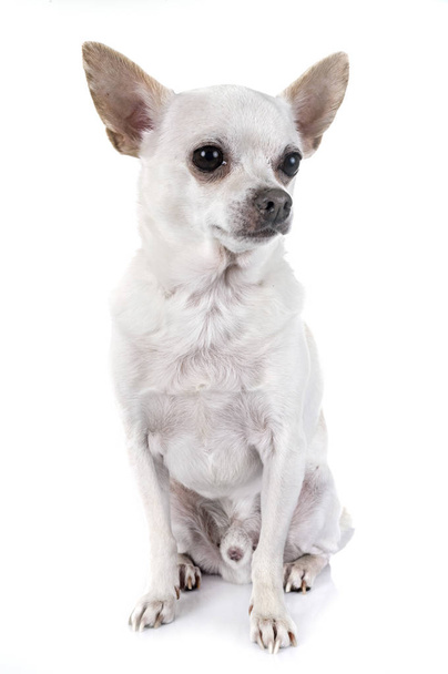 Chihuahua im Atelier - Foto, Bild