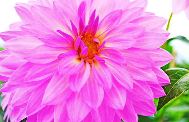 primer plano de florecimiento flor de dalia púrpura - flor de primavera - jardín botánico
 - Foto, Imagen