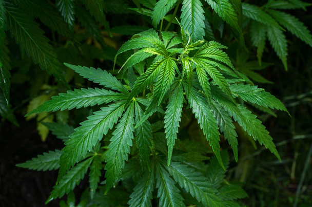 Kreupelhout plant van marihuana op een donkere achtergrond. Selectieve aandacht.   - Foto, afbeelding