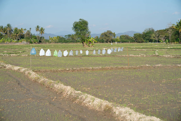 Riisipellot maaseudulla Chiang Mai, Thaimaa
. - Valokuva, kuva