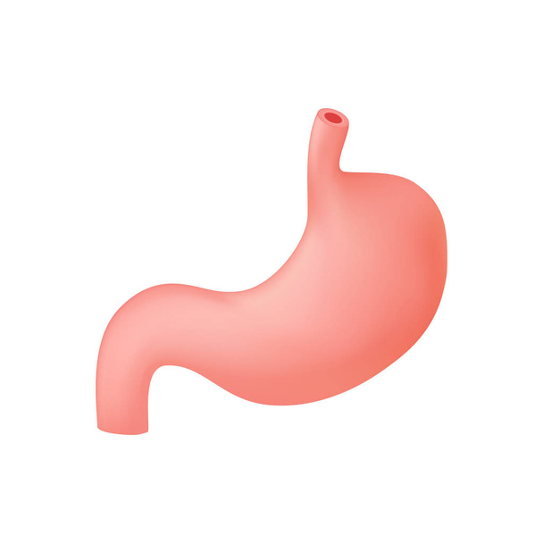 Vector realistic human stomach isolated on white background. Vector icon. - Vektör, Görsel