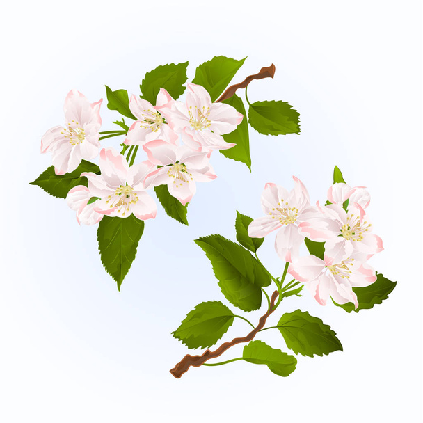 Ветви яблони с цветами установить первый винтажный вектор иллюстрации редактируемый ручной рисунок
  - Вектор,изображение