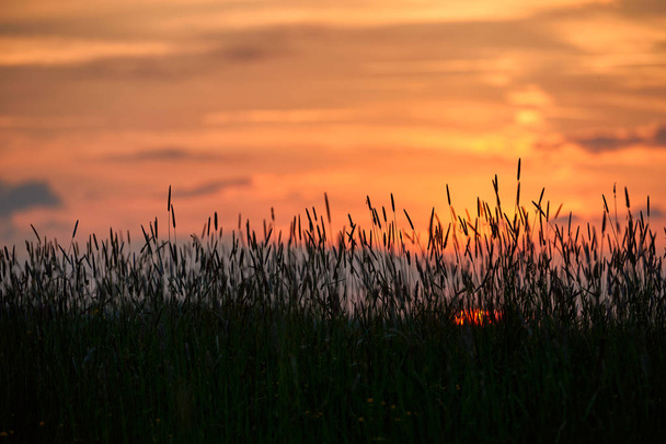Este területén, a nap süt a vadvirágok vagy gyomok  - Fotó, kép