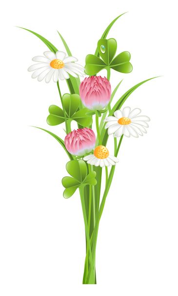 Bunch of clover and camomile flowers - Vector, Image