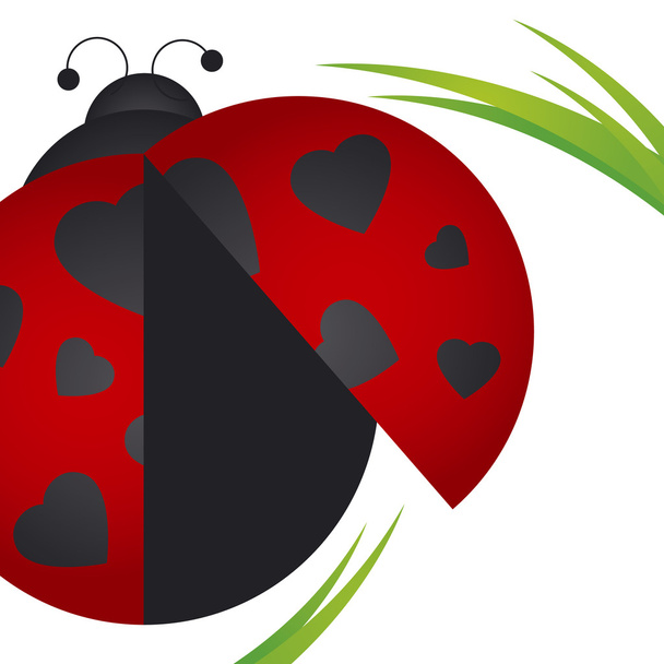 Ladybug on white background - Vector, Image