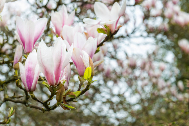 Růžová magnolie strom kvetoucí květy během jarní v En - Fotografie, Obrázek