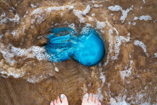 Peixe-geleia morto na costa
 - Foto, Imagem