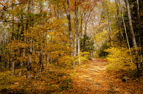 Deserted Forest Footpath Covered in Fallen Leaves in Autumn. Southford Falls State Park, CT. - Fotó, kép