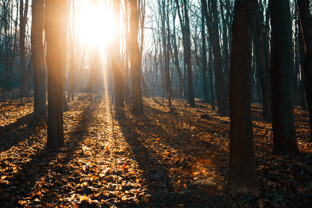 Sol brilhante na floresta - Foto, Imagem