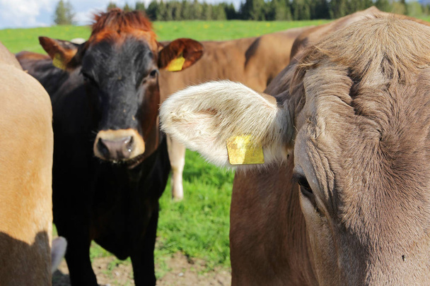 Uma manada de vacas jovens marrons e pretas fica curiosamente em um pasto.
 - Foto, Imagem