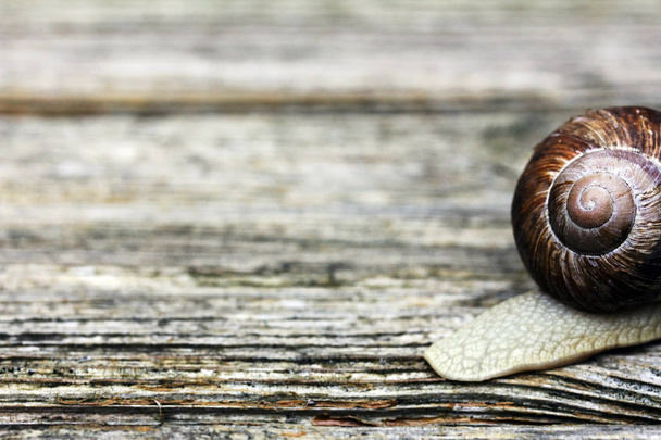 A snail crawls away. I'm out of here! - Photo, Image