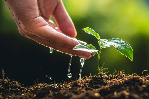 Planting trees growth passion fruit and hand Watering in nature Light and background - Photo, Image