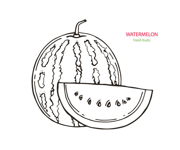 Vektorový obrázek. Obrázek obrysu meloun. Nakrájený meloun imitace inkoustu - Vektor, obrázek